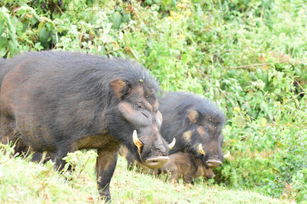 Alfie Africa Safaris