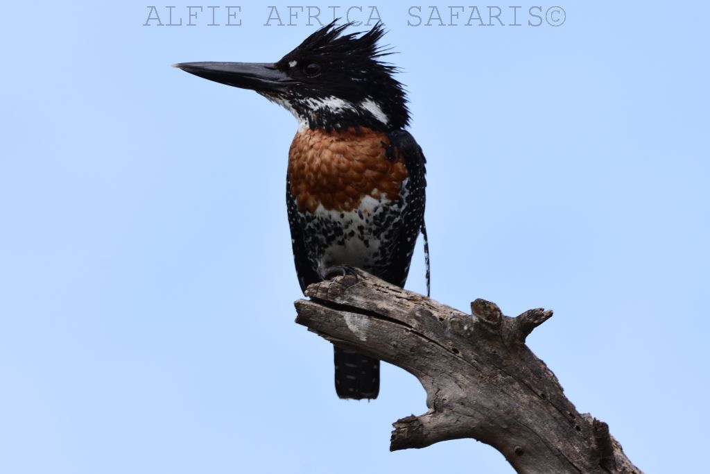 Alfie Africa Safaris
